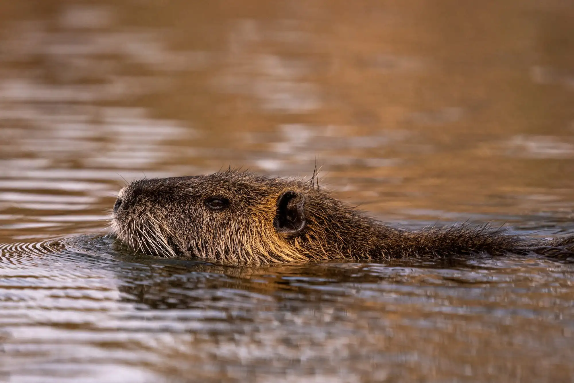 Carpincho en los Esteros del Iberá